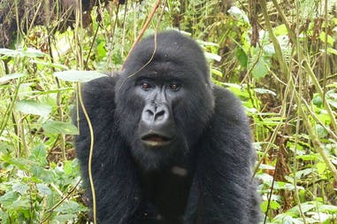 Rwanda gorilla