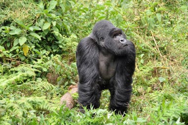 Rwanda gorilla
