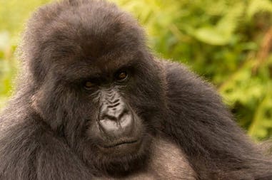 Rwanda gorilla