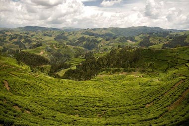 Rwanda tea plantations