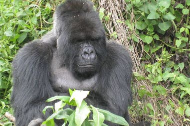 Rwanda gorilla