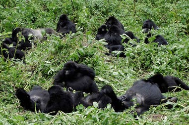Rwanda gorillas