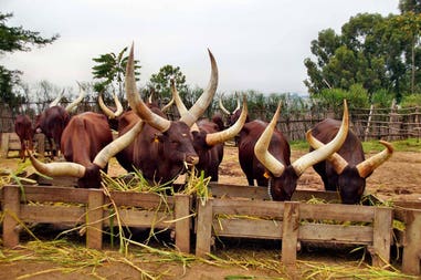 Rwanda Ankole cattle