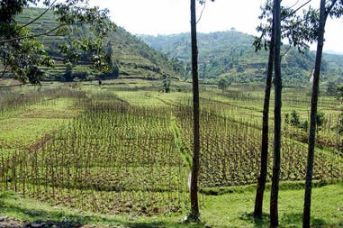 Rwanda tea plantations