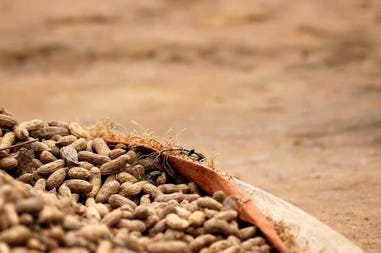 Rwanda seeds from a farm