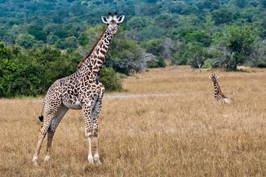 Rwanda giraffe