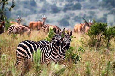 Rwanda Parco nazionale Akagera fauna