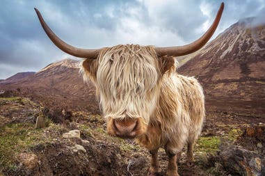 Scotland cattle
