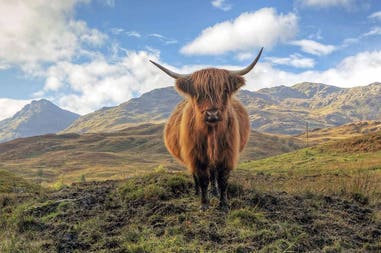 Scozia mucca delle Highlands