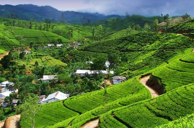 Tea plantation in Sri lanka