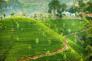 Tea plantation in Sri lanka