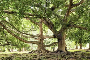 Royal Botanical Garden in Kandy in Sri Lanka