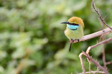 blue-tailed-bee-eater