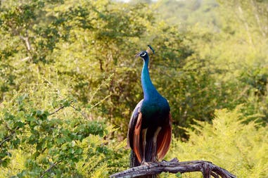 Peacock of the National Park Uda Walawe in Sri Lanka