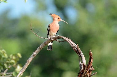 Bird in National Park Uda Walawe in Sri Lanka