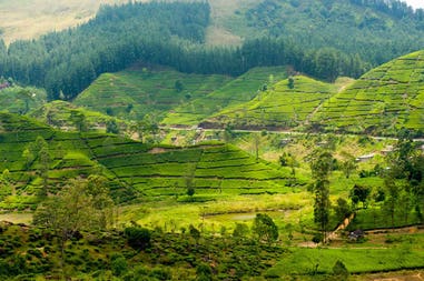 Tea plantation in Sri Lanka