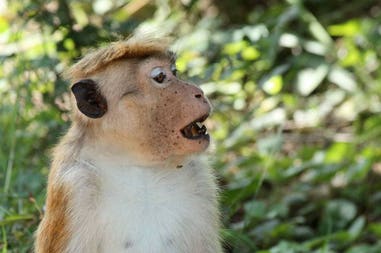 Macaque in National Park Uda Walawe in Sri Lanka