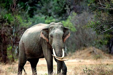 Sri Lanka elefante