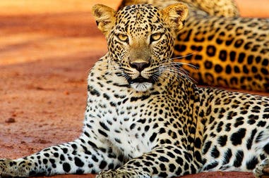 Sri Lanka leopardo