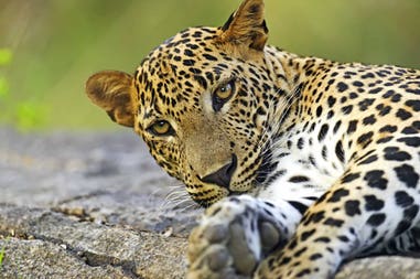 Sri Lanka leopardo