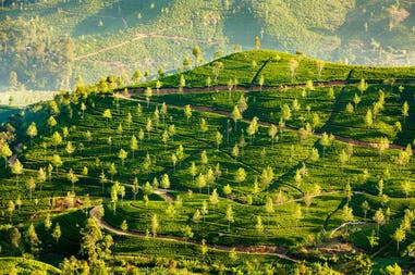 Sri Lanka coltivazioni di tè