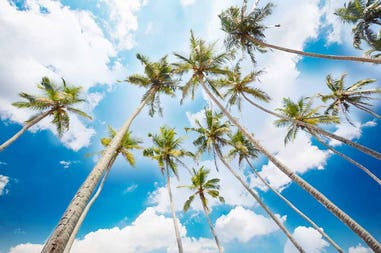 Sri Lanka palms