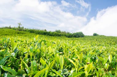 Sri Lanka tea plantation