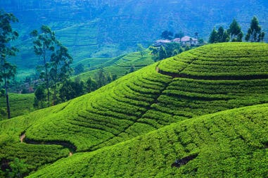 Lush hills in Sri Lanka