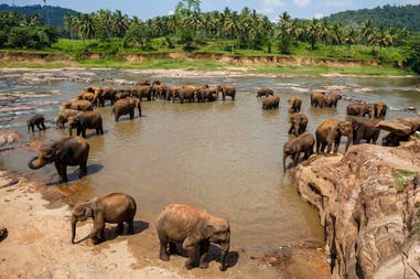 Elephant in Pinnawela in Sri Lanka