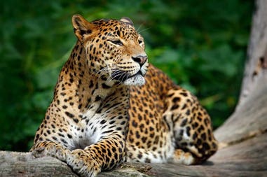 Sri Lanka Yala leopard