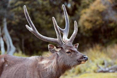 sri-lanka-horton-plains-national-park-samba-deer