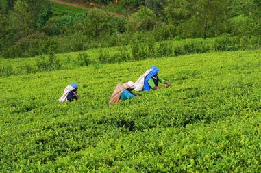sri-lanka-nuwara-eliya-plantation-workers