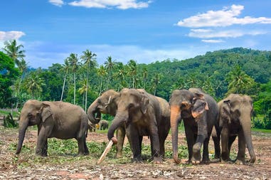 sri-lanka-pinnawala-elephant-orphanage