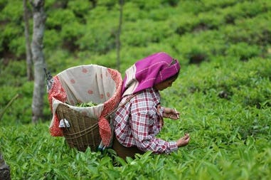 sro-lanka-tea-picker