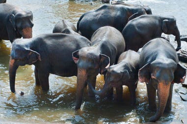 sri-lanka-pinnawala