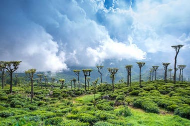 sri-lanka-beautiful-tea-estate