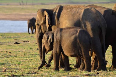 sri-lanka-habarana-elephants2