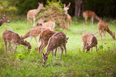 sri-lanka-yala-herd-of-deer