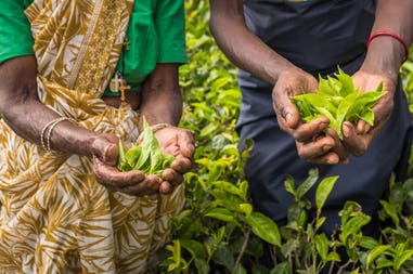 Sri Lanka tea pickers