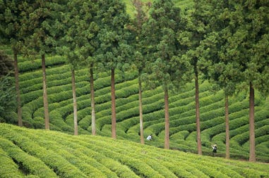 194977-5f4e1cda06524