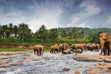 sri-lanka-elephants-in-the-water
