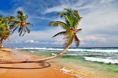 sri-lanka-palme-spiaggia