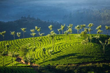 tea-plantations