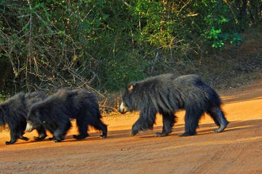 yala-nationalpark-slide11