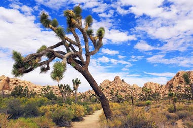 Usa Joshua Tree National Park