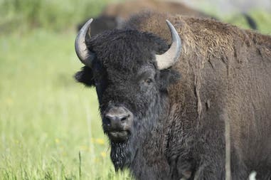 Bufalo in the Yellowstone National Park in the United States of America