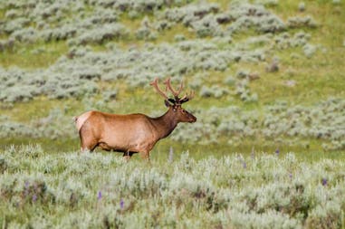 Antelope in the Yellowstone National Park in the United States of America