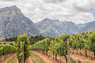 South Africa Stellenbosch winelands