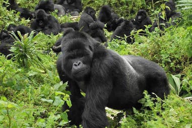 Uganda gorilla