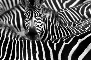 Africa zebras
